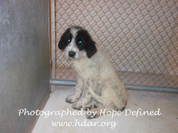 Hope Defined Portales Mountain Pet Rescue Foster Adopt