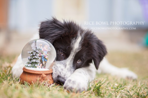 Puppy & a snow globe