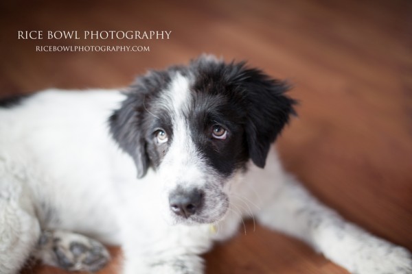 Colorado Pet Photographer Hope Defined Mountain Pet Rescue Foster Adopt
