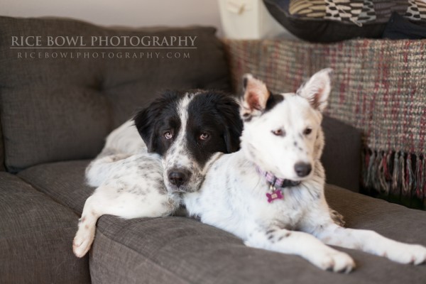 Colorado Pet Photography