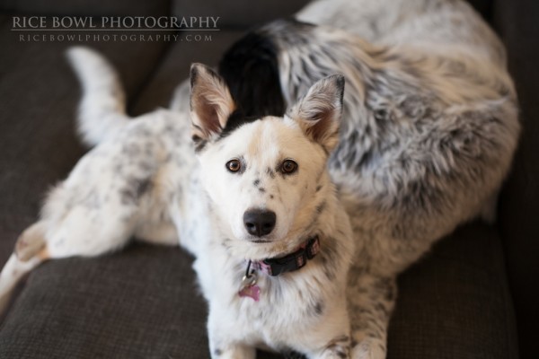 Colorado Pet Photographer