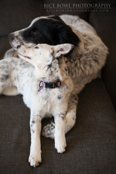 Colorado Pet Photography