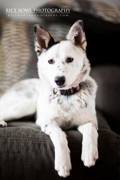 Colorado Pet Photography